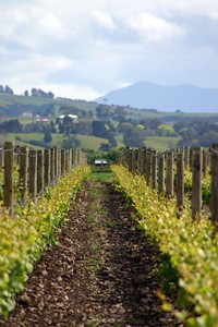 Vineyard Johner (New Zealand) - Row of wines
