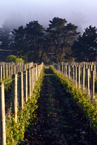 Weingut Johner (Neuseeland) - Rebenfeld mit Morgennebel
